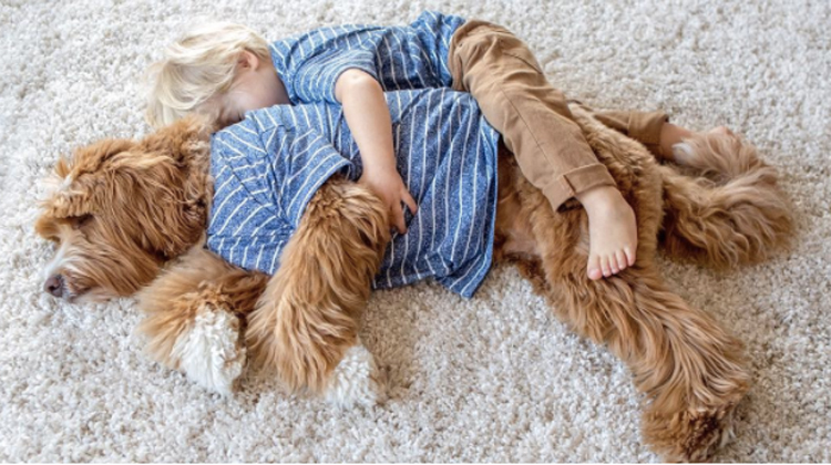 little boy in blue shirt snuggles dog in blue shirt