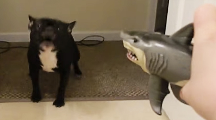 french bulldog and shark