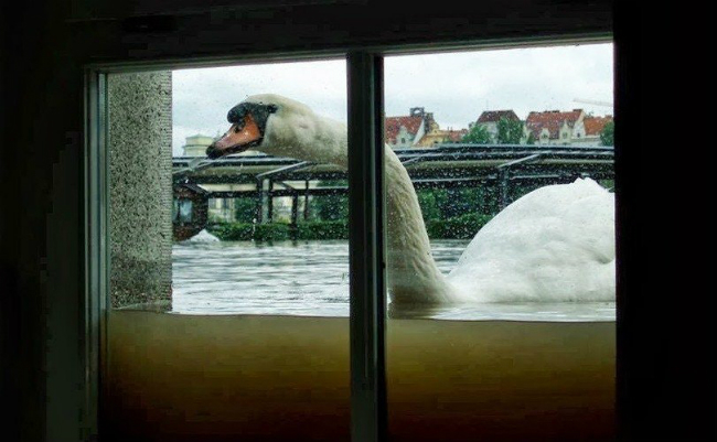 swan flood