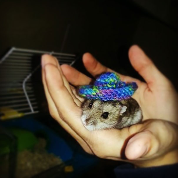 grandma knits hamster a little hat