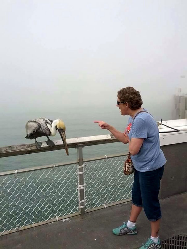 grandma pelican