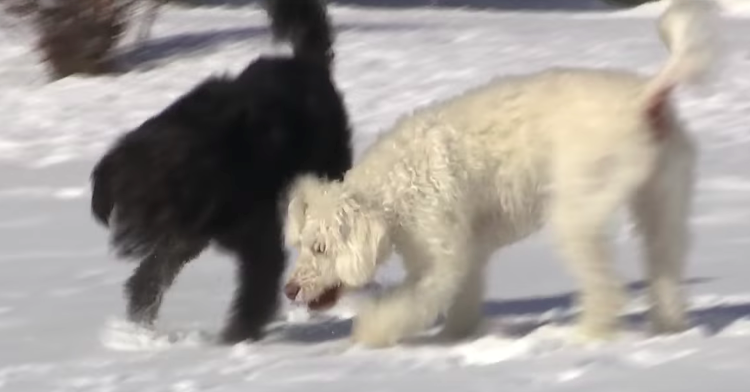 dogs find woman freezing