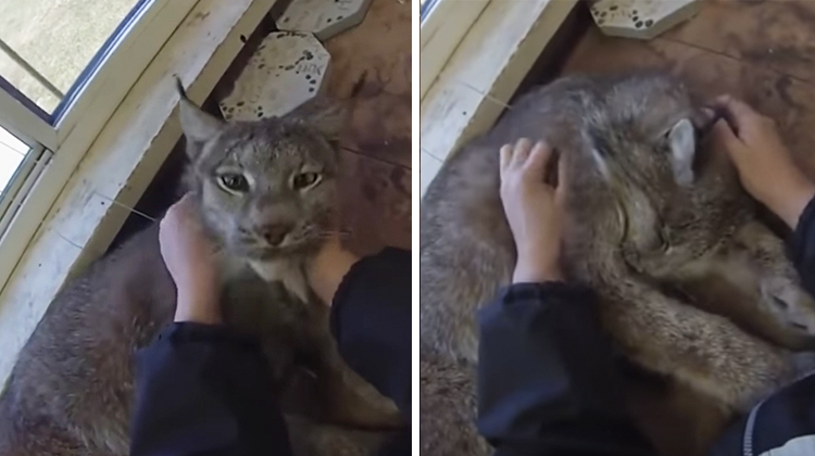 maxwell the canada lynx getting brushed