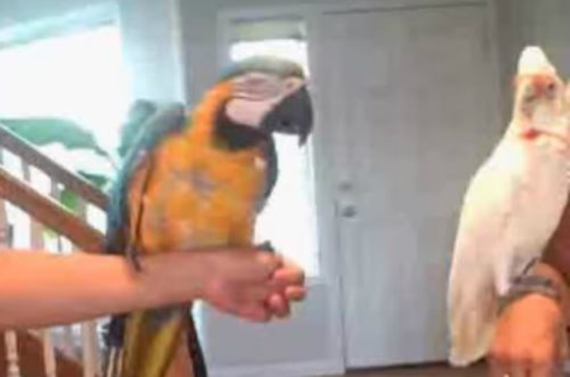 macaw and cockatoo