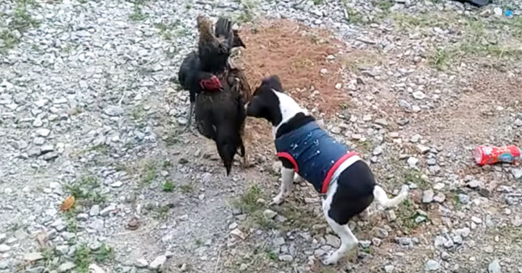 dog breaks up chicken fight