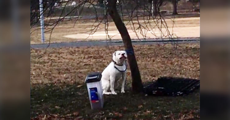 Maryland Woman Finds Abandoned Dog In Freezing Temps - InspireMore