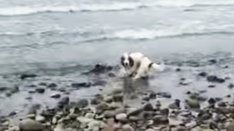 dog in ocean