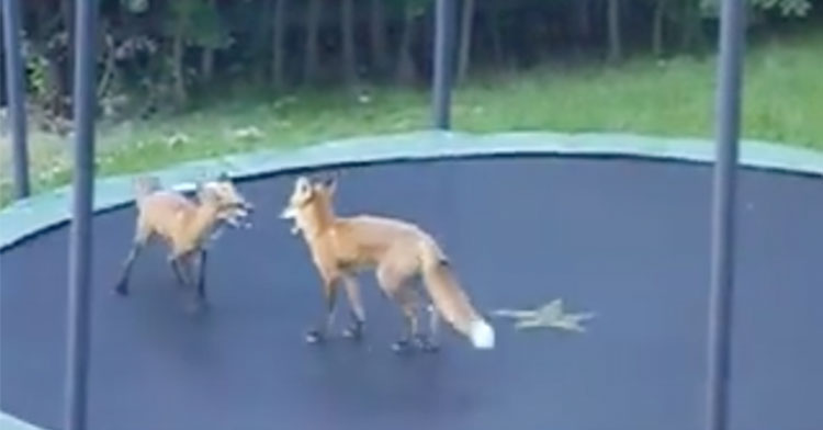 trampoline foxes