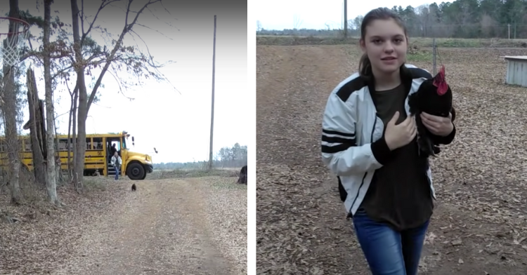 a two-photo collage. on the left there is a picture of frog the rooster running toward the school bus. on the right there is a picture of savannah holding frog.