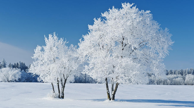 trees covered with frost