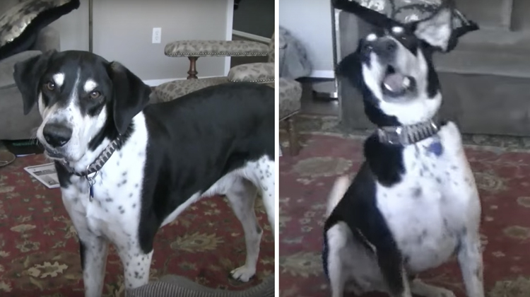 Owner Tells Dog He's Getting A Kitten, But Animal's ...