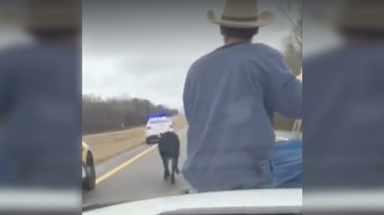 cowboy on cop car hood chasing cow