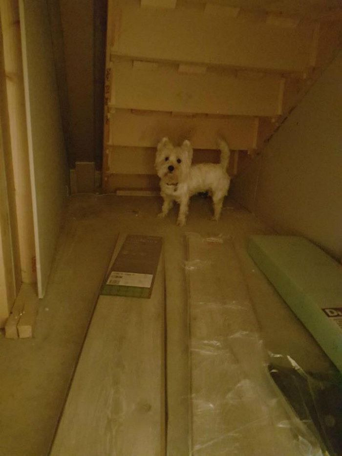 molly meets new bedroom