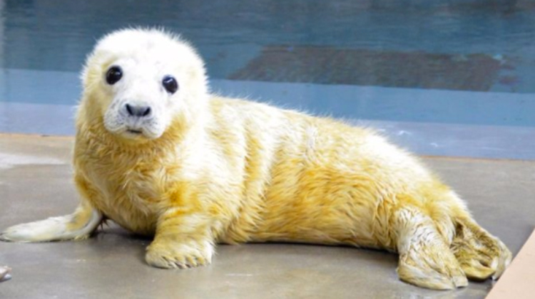 baby seal