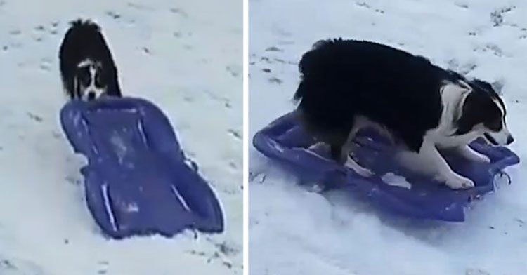 Australian hot sale shepherd sledding