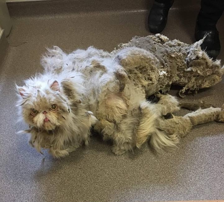 cat with 15 lbs matted fur