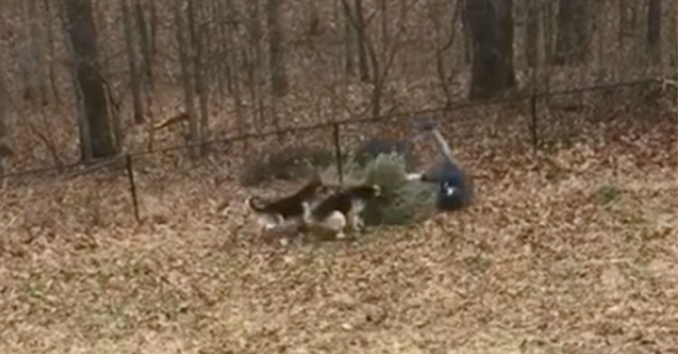 german shepherds tree tug of war