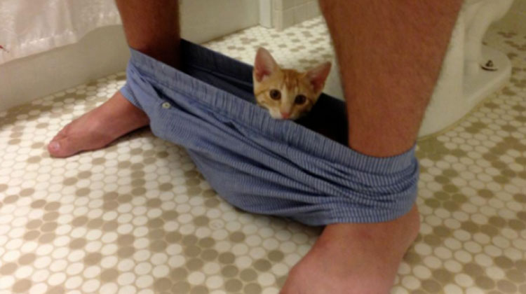 cat in underwear on toilet