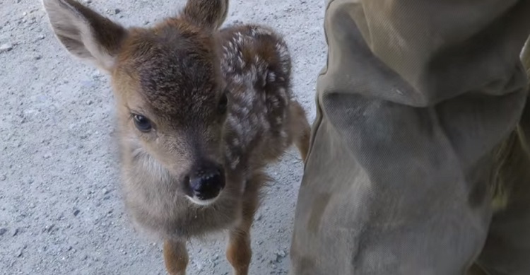 A baby deer got up to investigate a kindly logger who stopped by to make sure she and her sibling were okay. In appears this sweetheart mistook him for mama!