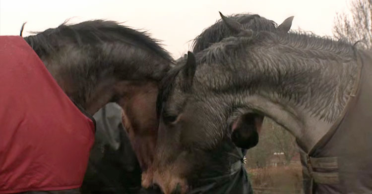 arthur reunites horse friends