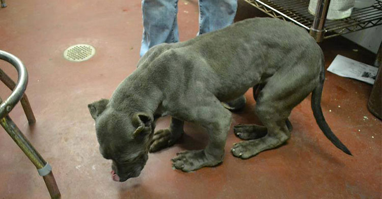 landis gargoyle dog
