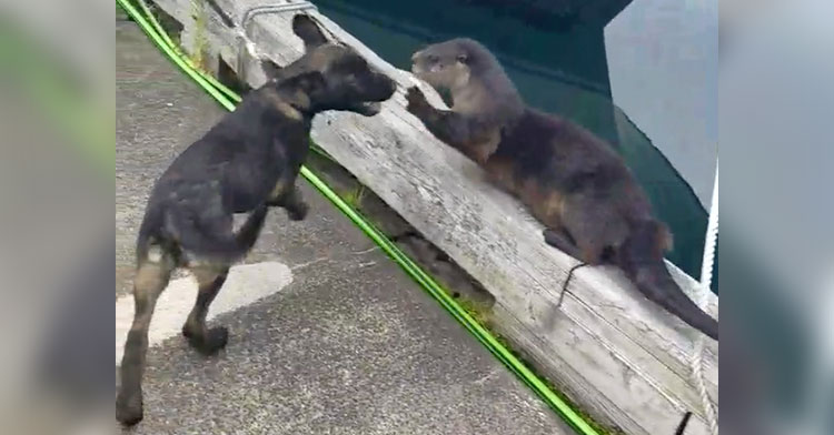 river otter puppy play