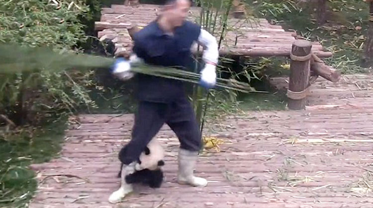 baby panda clinging to workers legs as he slings bamboo