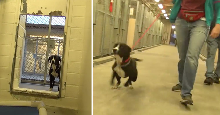 benny the dog gets adopted
