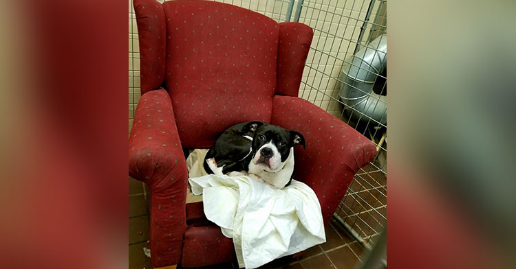 rescue dog in armchair