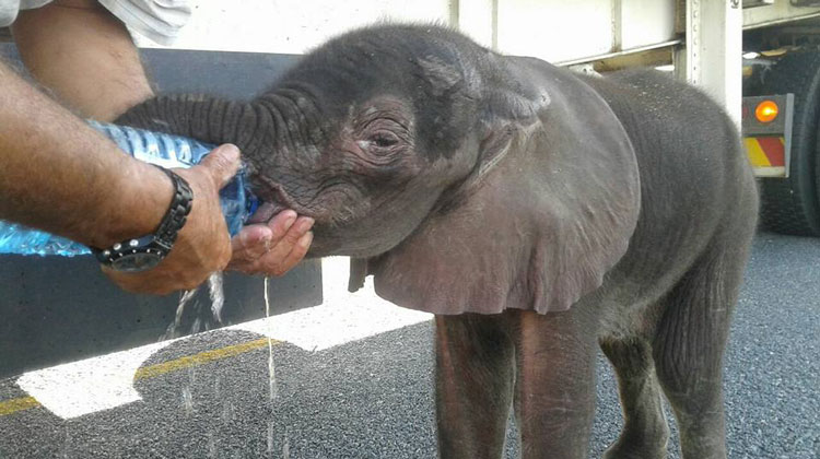 man giving baby elephant water