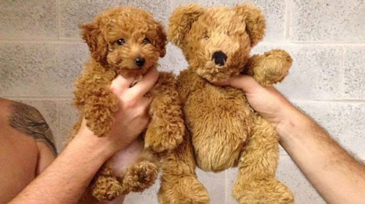 puppy that looks exactly like stuffed teddy bear