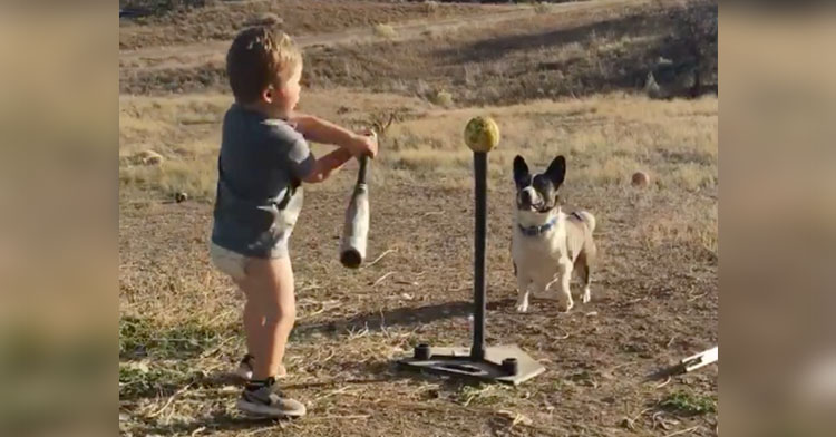 noah plays tball with brutus