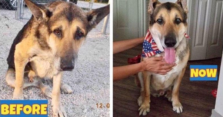 before and after shelter dog adoption