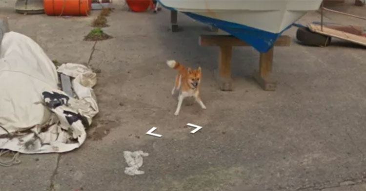 dog chases google street view car