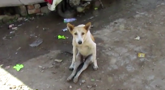 georgie animal aid