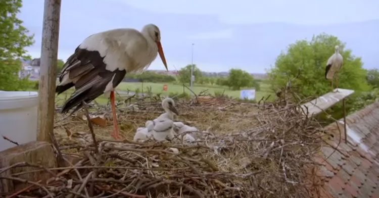 kletepan stork