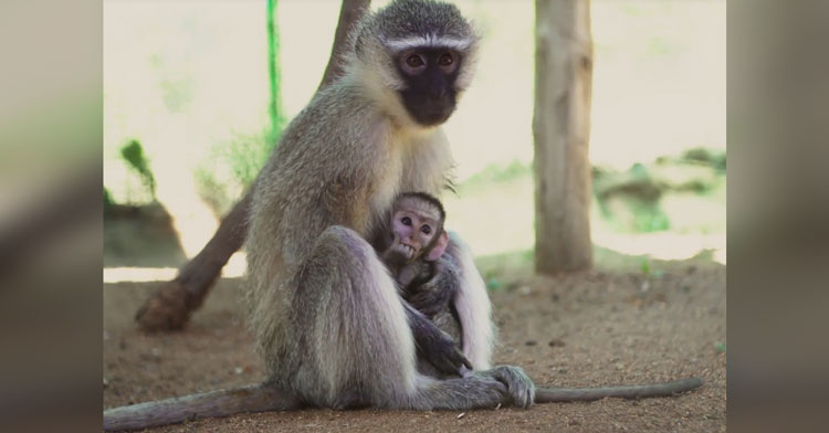 a baby monkey and adult monkey cuddling