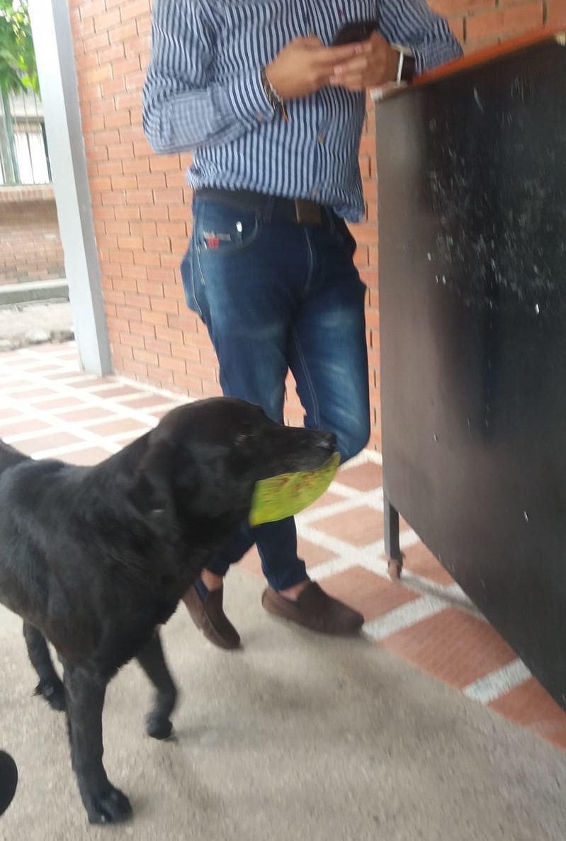 negro dog paying with leaf