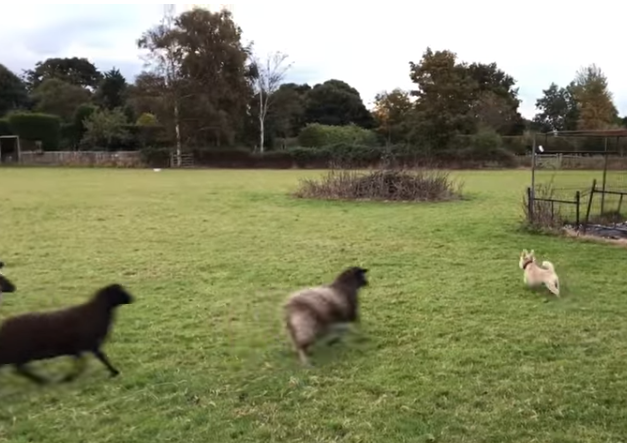 Nelson failed in a massive way in his sheep herding duties, when one sheep decided to break rank and take off after the little guy, prompting the entire flock to chase after him from one end of the field to the other.