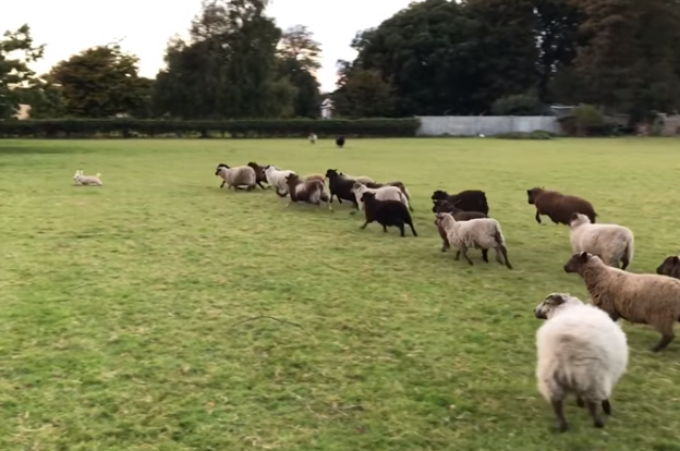 Nelson failed in a massive way in his sheep herding duties, when one sheep decided to break rank and take off after the little guy, prompting the entire flock to chase after him from one end of the field to the other.