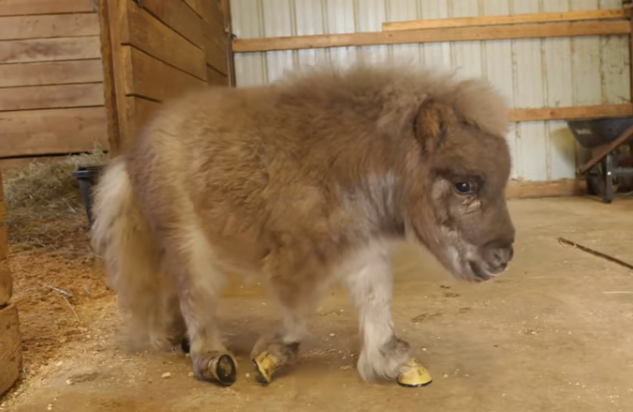 Pumpkin, a dwarf pony, was born with a deformity that left her unable to walk. At the sanctuary she now calls home, she was fitted with braces that enable her to run and play with the other animals, as well as her best friend, a 3-year-old boy.