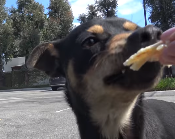 The so-called "Cold Cut Boys," Salami and Pastrami, were discovered in the parking lot of a recycling facility in Los Angeles earlier this year. Workers became concerned about their safety, so they contacted Hope For Paws to come out and rescue them. Salami was easy, but Pastrami led them on a little chase.