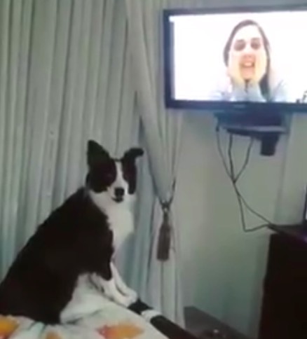 dog skype call