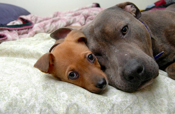 pit bulls