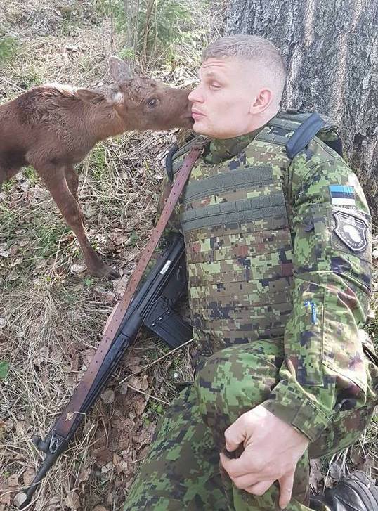 baby moose estonia