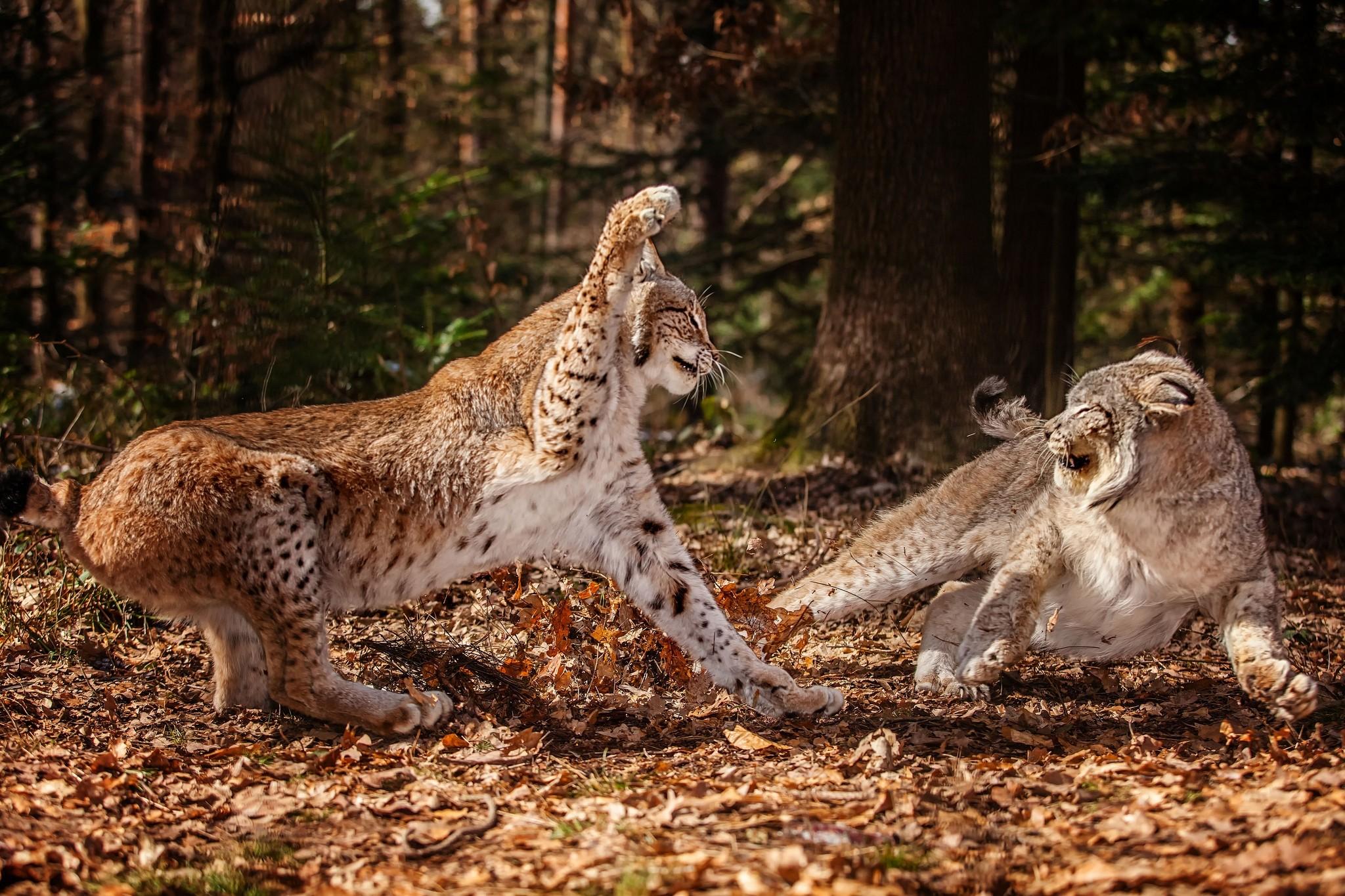 canadian lynx