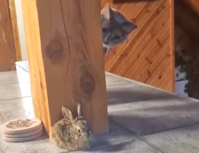 cat looking at rabbit