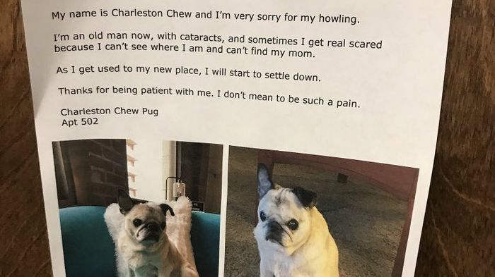 A woman who just moved into an apartment complex in Pittsburgh knows her neighbors are going to be annoyed with her howling dog, so she posted a note explaining why Charleston Chew howls to head off complaints. Not surprisingly, someone took a pic of the photo and it's gone viral.