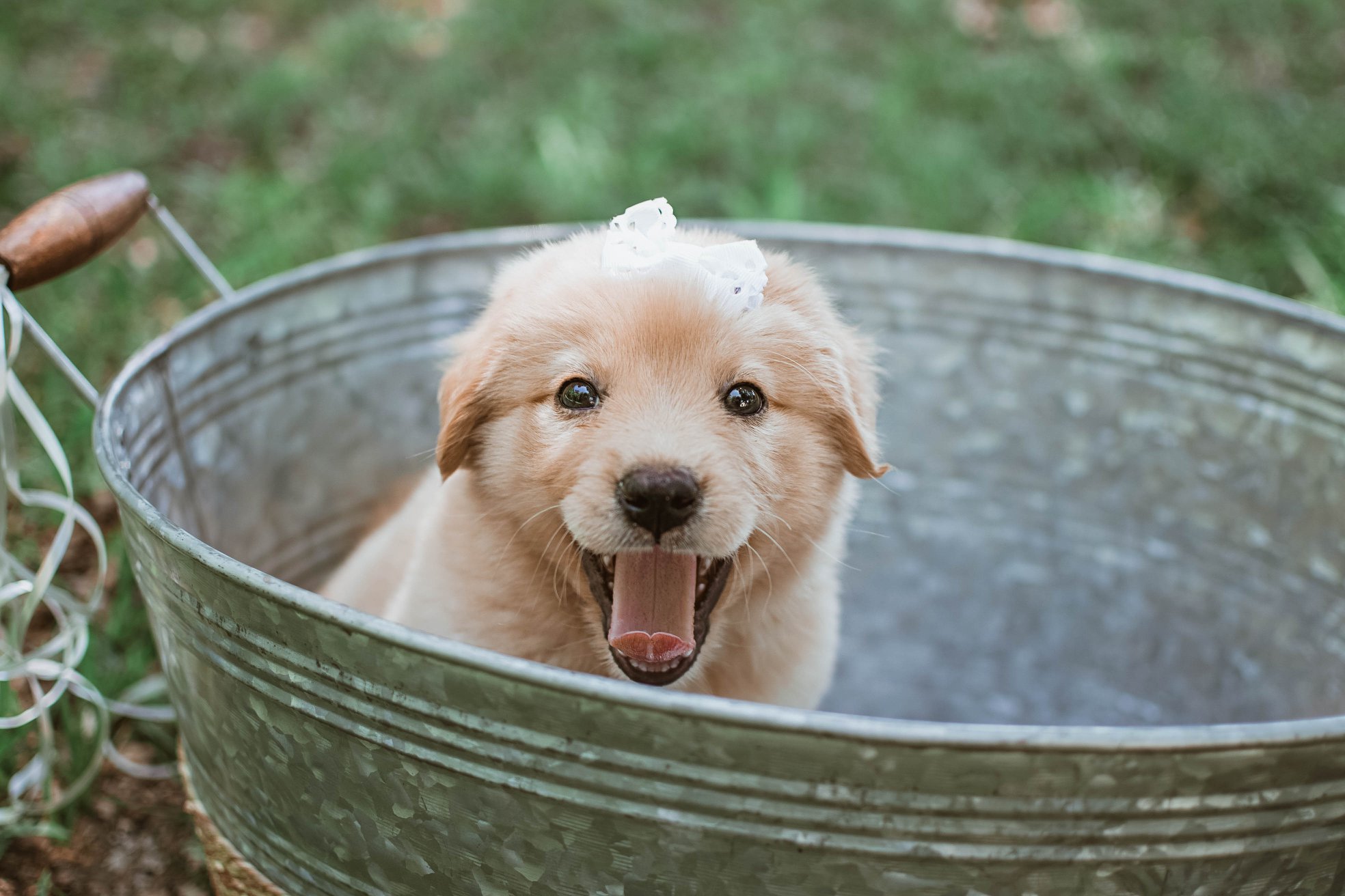 Gender Reveal puppy Carlye Allen