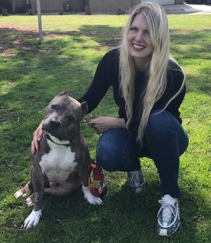hulk, pit bull, railroad tracks, hope for paws, foster care